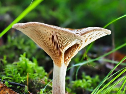 Monk's head (Infundibulicybe geotropa), blurred background, North Rhine-Westphalia, Germany, Europe