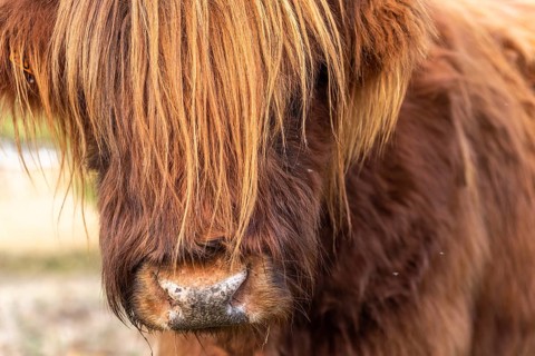Highland cattle portrait in a pasture in the french countryside