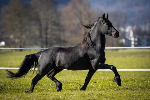 Frisian gelding in the pasture in autumn