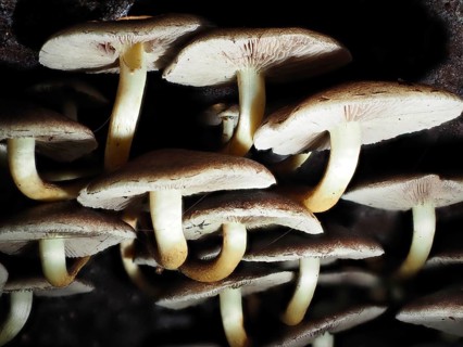 Fungus Kuehneromyces, North Rhine-Westphalia, Germany, Europe