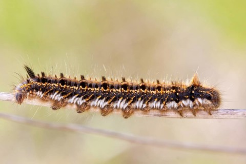 Caterpillar of the grasshopper, Euthrix potatoria