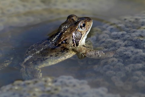 Spawning common toad (Bufo bufo)