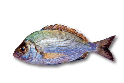 Diplodus sargus white sea bream isolated on white