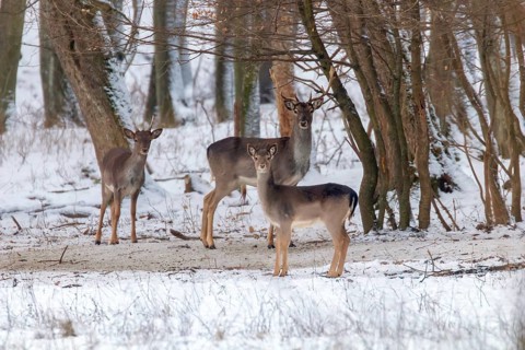 Fallow deer snow forest landscape (Dama Dama)