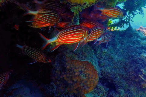 Crown Squirrelfish (sargocentron diadema) Red Sea, Marine life