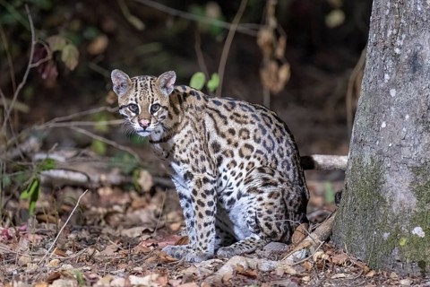 Ocelot (Leopardus pardalis), at night, eye contact, Pantanal, inland, wetland, UNESCO Biosphere