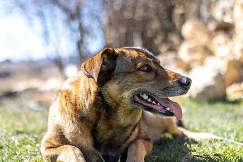 Portrait of a brown dog with its tongue out lying on the grass in the sun