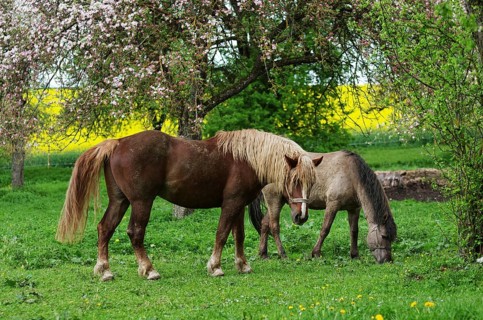 Horses grazing in a meadow of blossoming fruit trees