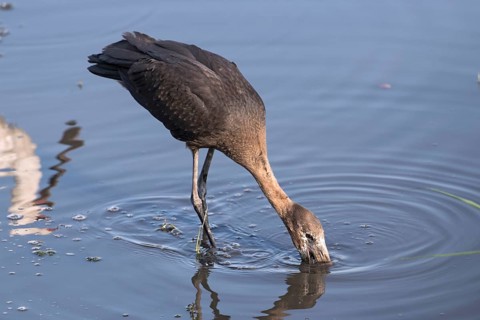 African openbill stork, Anastomus lamelligerus, eating in the Chobe River, Botswana, Africa