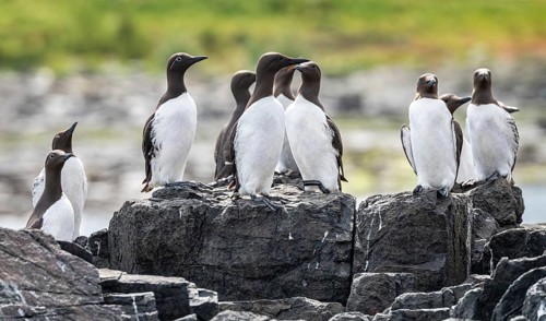 Small group of Guillemots nesting on The Farne Islands, Northumberland, England, United Kingdom,