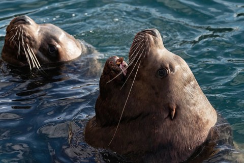 Wild Steller Sea Lion or Northern Sea Lion Eumetopias Jubatus with open mouth and teeth fangs swims