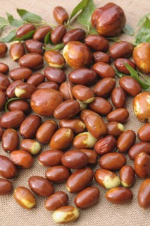 Chinese date (Ziziphus jujuba 'Meimizao'), (Ziziphus jujuba 'Da Baizao')