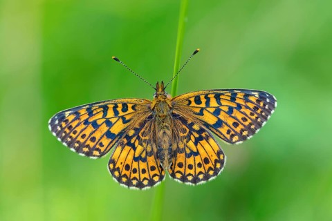 Small pearl-bordered fritillary, (Boloria selene), butterfly, butterfly, insect, macro, top view,