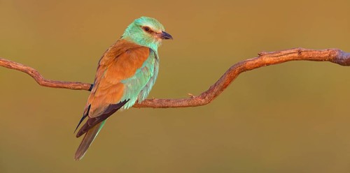 European roller (Coracias garrulus), on a perch