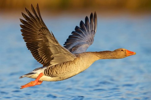 Greylag goose, Anser Anser, flight photo, lateral, flight photo, Wagbachniederung,