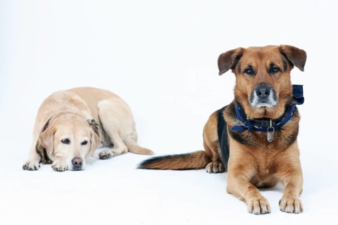 Portrait of 2 dogs in the studio