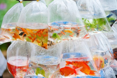 Different kinds of aquarian fish in plastic bags for sale