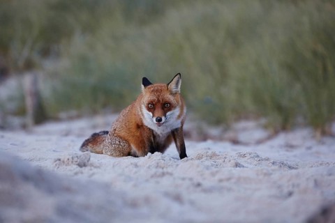Red fox, Vulpes vulpes, on Darßer Weststrand, Western Pomerania Lagoon National Park,