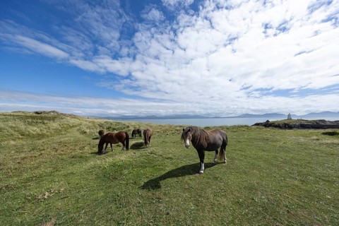 Brown horses grazing in a green meadow by the sea with Twr Mawr Lighthouse in the background, Ynys
