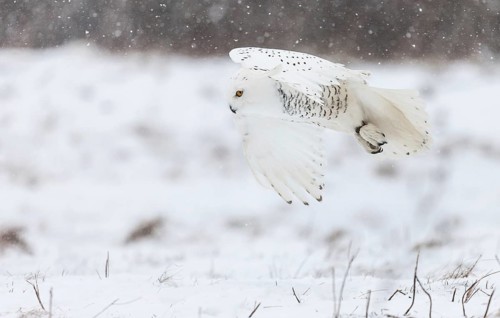 A captive snowy owl (Bubo scandiacus) at a bird of prey sanctury during winter