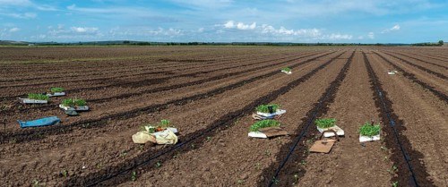 Seedlings in crates on the agriculture land. Planting new plants in soil. Big plantation. Planting