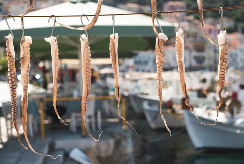 Octopus tied on rope and boats