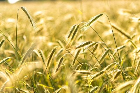 Grain in a field in Europe in July