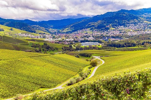 Germany. The even rows of grape bushes are picturesquely illuminated by the autumn sun. The