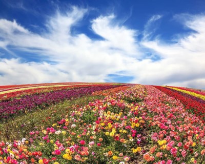 The field of buttercups on windy spring day. The flowers are brightly colored stripes and ready to