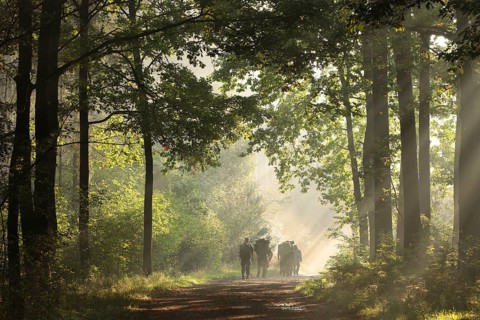 Soldiers walk along a path through an early autumn forest on a sunny, foggy morning