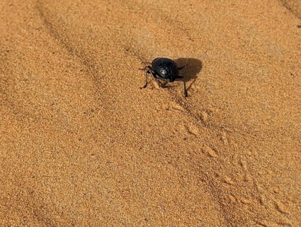 A black scarab beetle in the Erg Chebbi desert in Morocco