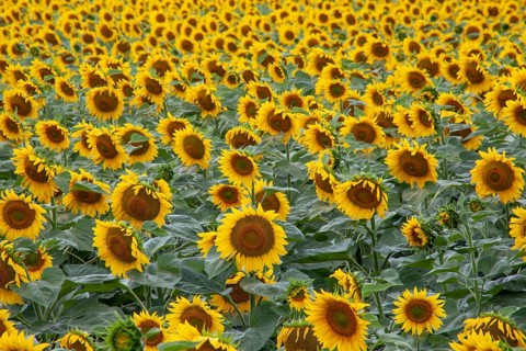 Sunflowers on the field. Background of blooming sunflowers