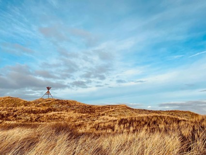 Danish dune landscape on the North Sea coast