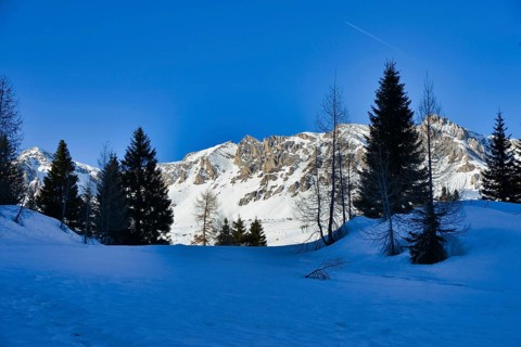 Winter landscape with trees and snow, photo picture digital image, in the italian european dolomiti