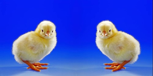 Young hen, chick, studio shot, symbol photo, Easter, two, photo montage studio shot, Lower Saxony,