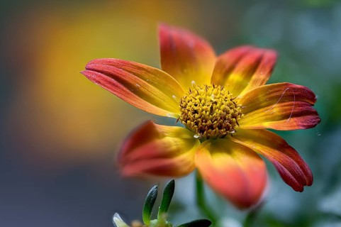 Compositae of the genus Bidens, two-tooth hybrid, summer bloomer, close-up