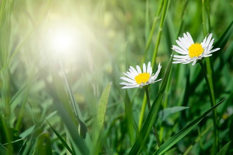 Spring flowers daisies close up. Copy space