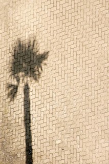 Aerial view and top view of a car park on the beach where a palm tree casts a shadow