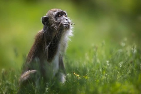 Gnawing on a small branch