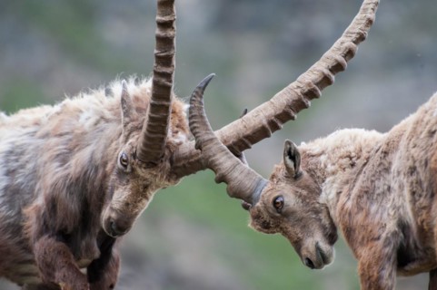 Capra ibex, gran paradiso national park, italy