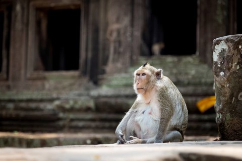 Monkey in the temple complex of Angkor Wat, Cambodia, Asia
