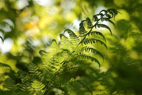 Close-up of fern in the forest on a sunny spring morning