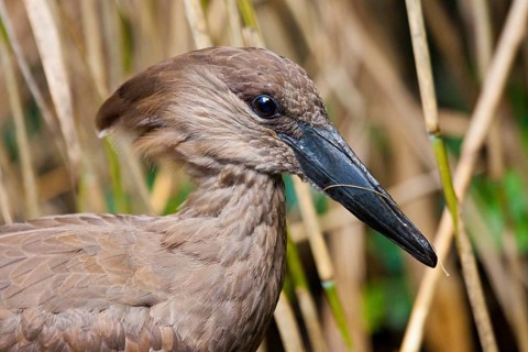 Hammerhead or shadow bird (Scopus umbretta)