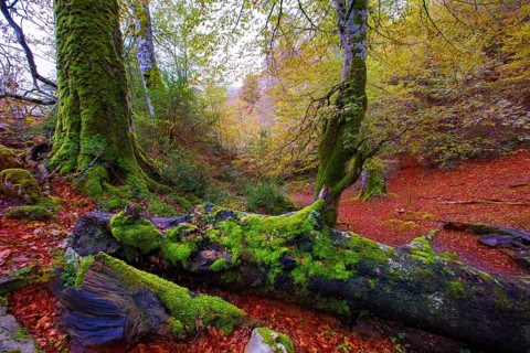 Autumn Selva de Irati fall beech jungle in Navarra Pyrenees of Spain