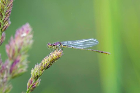 Beautiful Dragonfly on Grass Close Up, Dragonfly Summer Morning