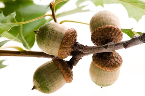 Oak Branch with Acorns isolated on white, poland