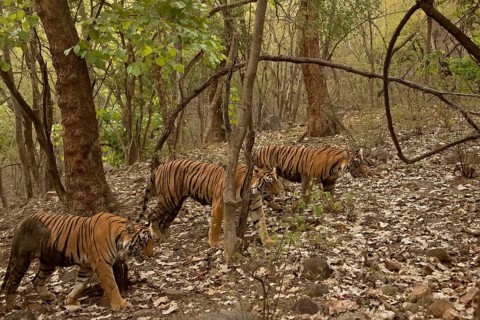 Three tigers, a mother and two nearly full grown cubs walking in the green forests of Ranthambhore