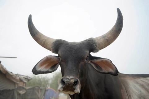Goshala cow protection, sanchore, rajasthan, india, asia