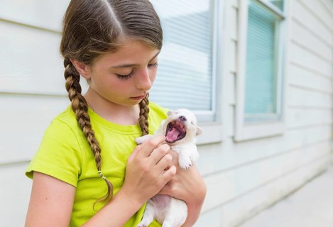 Girl playing with puppy chihuahua pet dog outdoor