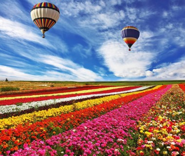 Great multicolored rural field with flowers. Over field flies the huge air balloon
